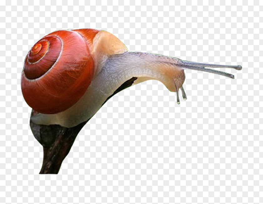 Crawling Snail Escargot Orthogastropoda PNG