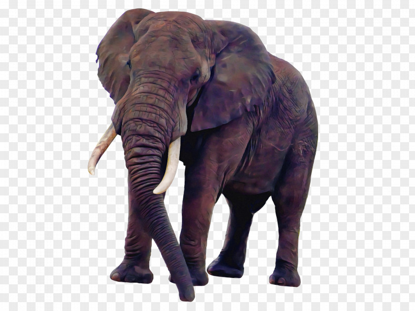 Indian Elephant PNG