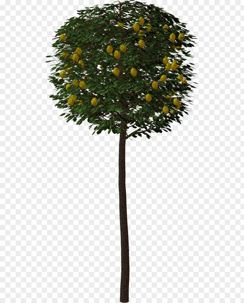 Tree Shrub Clip Art PNG