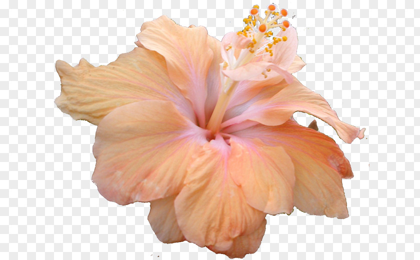 Tropical Flower Shoeblackplant Mallows PNG