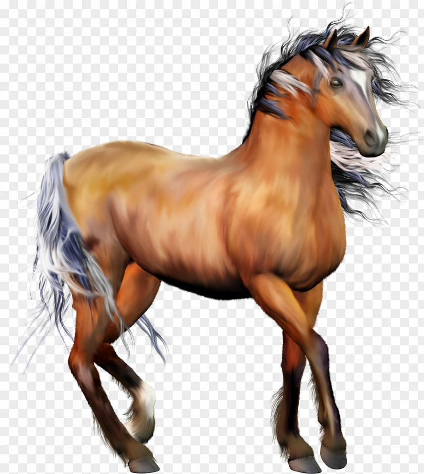 Appaloosa Wild Horse Clip Art PNG
