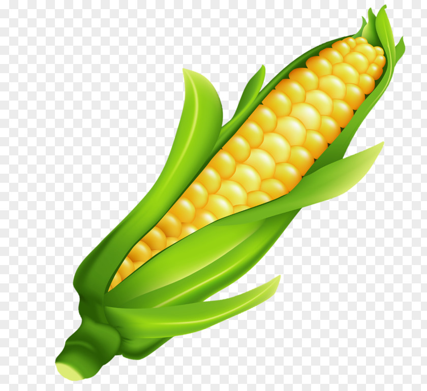 Corn Leaves On The Cob Fruit Clip Art PNG