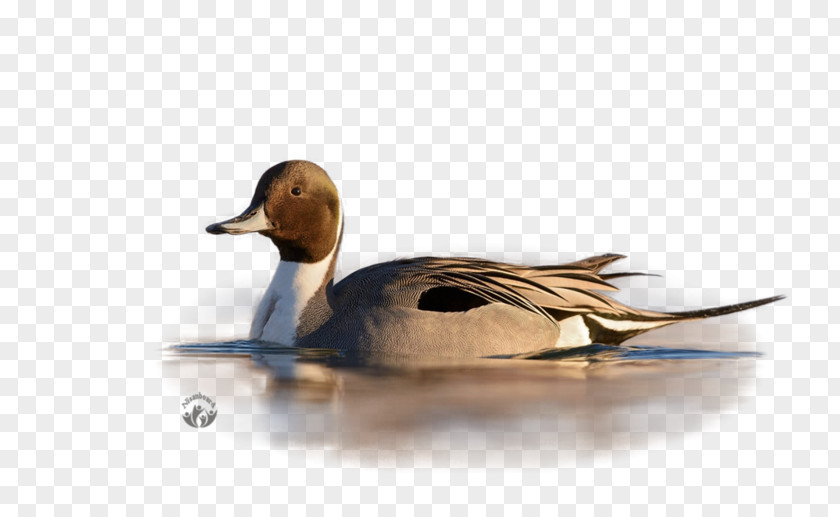 Duck Mallard Painting Beak PNG