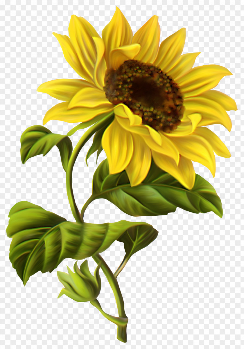 Sunflower Common Drawing Illustration PNG