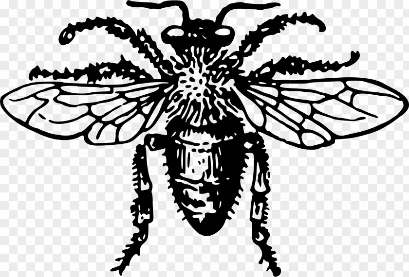 Bee Honey Insect Clip Art PNG