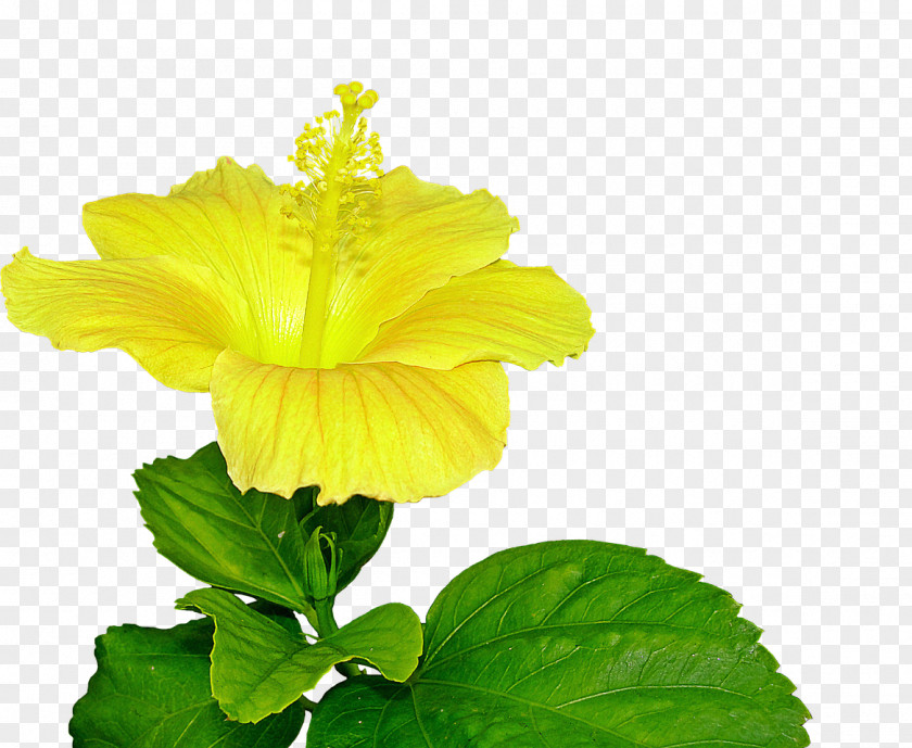 Flower Shoeblackplant Yellow Hibiscus Halberd-leaf Rosemallow Image PNG