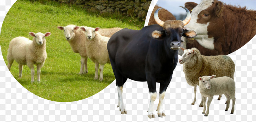 Sheep Cattle Horse Tame Animal Goat PNG