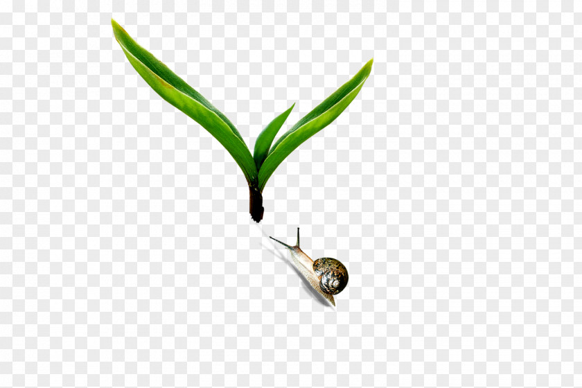 Snails,Grass Orthogastropoda Download PNG