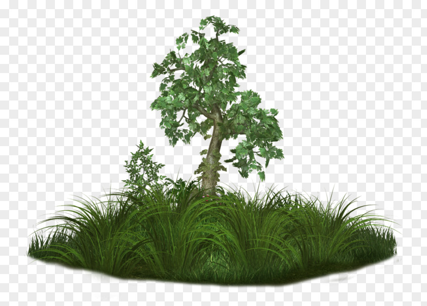 Tree Adobe Photoshop Clip Art Quran PNG