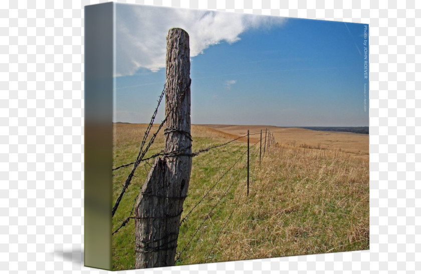 Tree Ecoregion Prairie Wood /m/083vt PNG