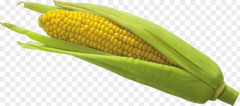 Corn Image Flint On The Cob Waxy PNG