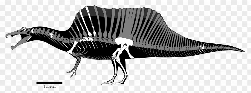 Dinosaur Spinosaurus Baryonyx ARK: Survival Evolved Tyrannosaurus Theropods PNG