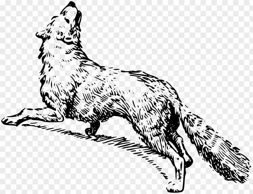 Arctic Fox Drawing Black And White Clip Art PNG