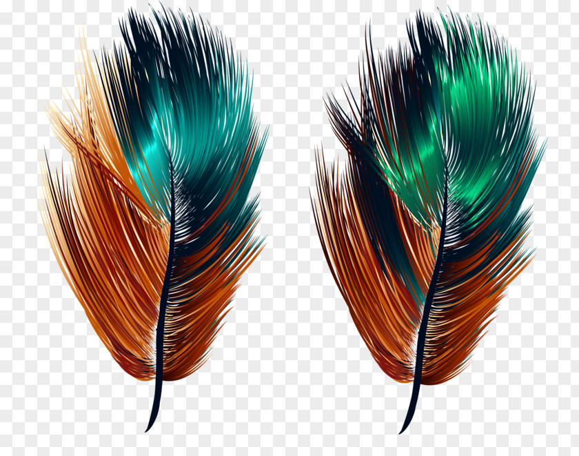 Beautiful Feathers Feather Illustration PNG