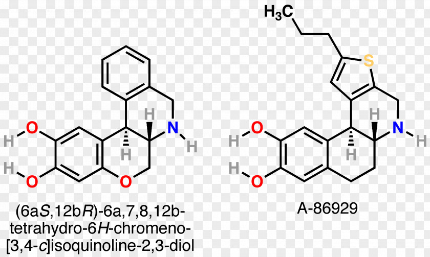 Dopamine Receptor D1 Estrogen PNG