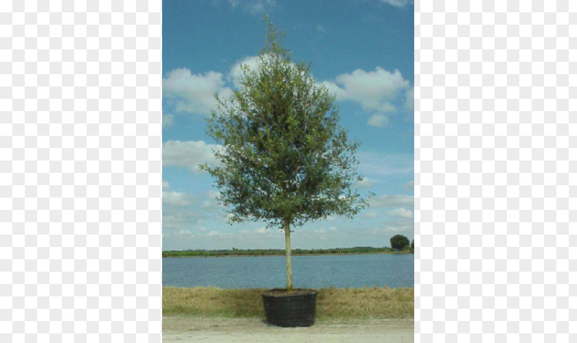 Tree Southern Live Oak Gallon Evergreen PNG