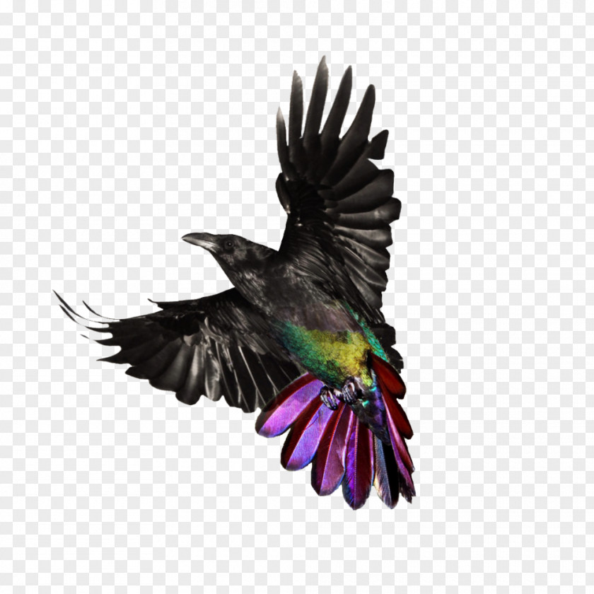 Author Loudspeaker Beak Toastmasters International Parrot PNG
