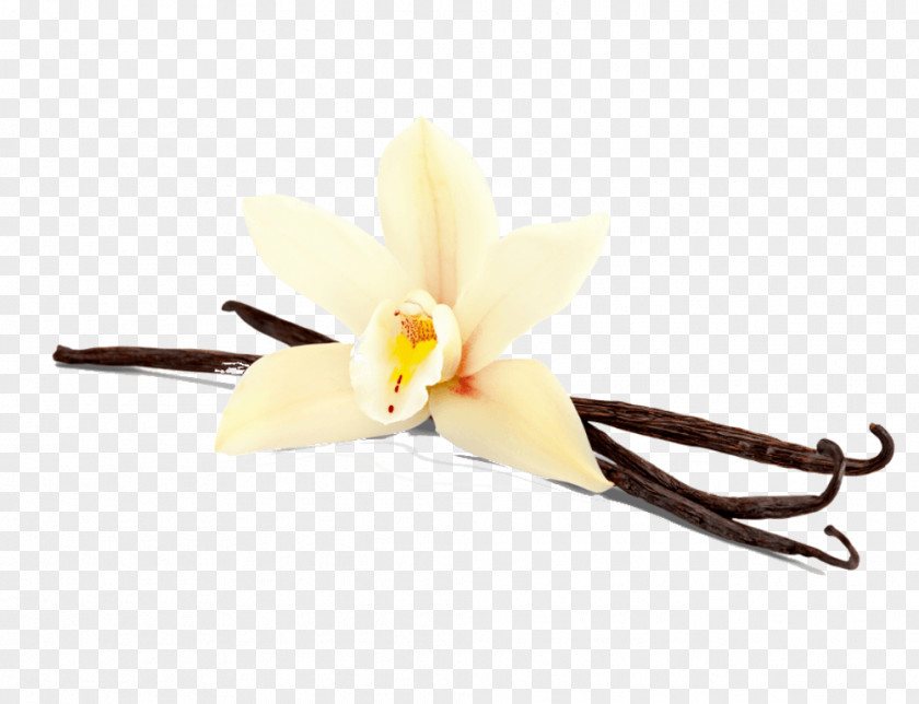 Dendrobium Flowering Plant Ice Cream Background PNG