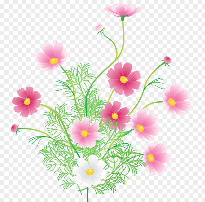Design Argyranthemum Frutescens Floral Roman Chamomile Wildflower Herbaceous Plant PNG