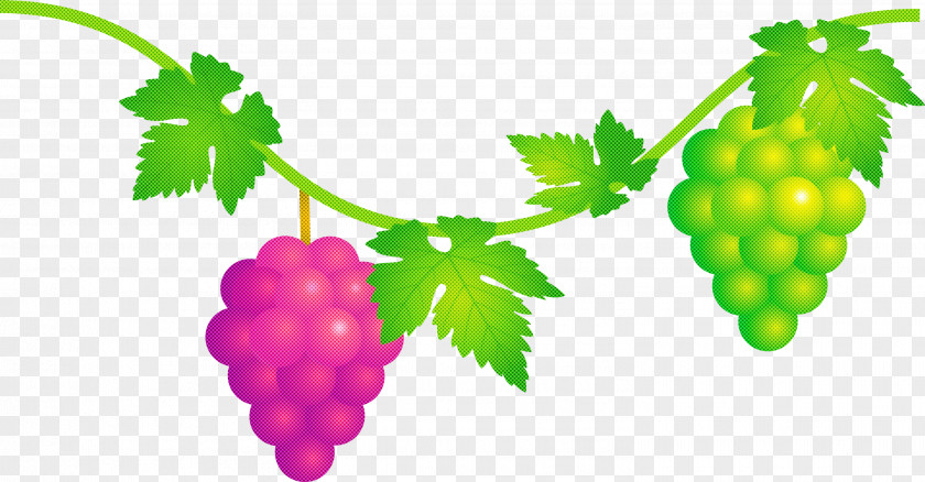 Grape Grapes Fruit PNG