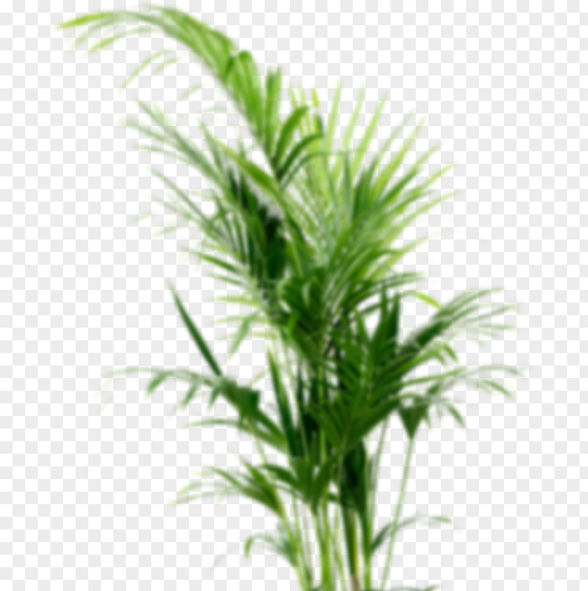 Plant Howea Forsteriana Houseplant Flowerpot Arecaceae PNG