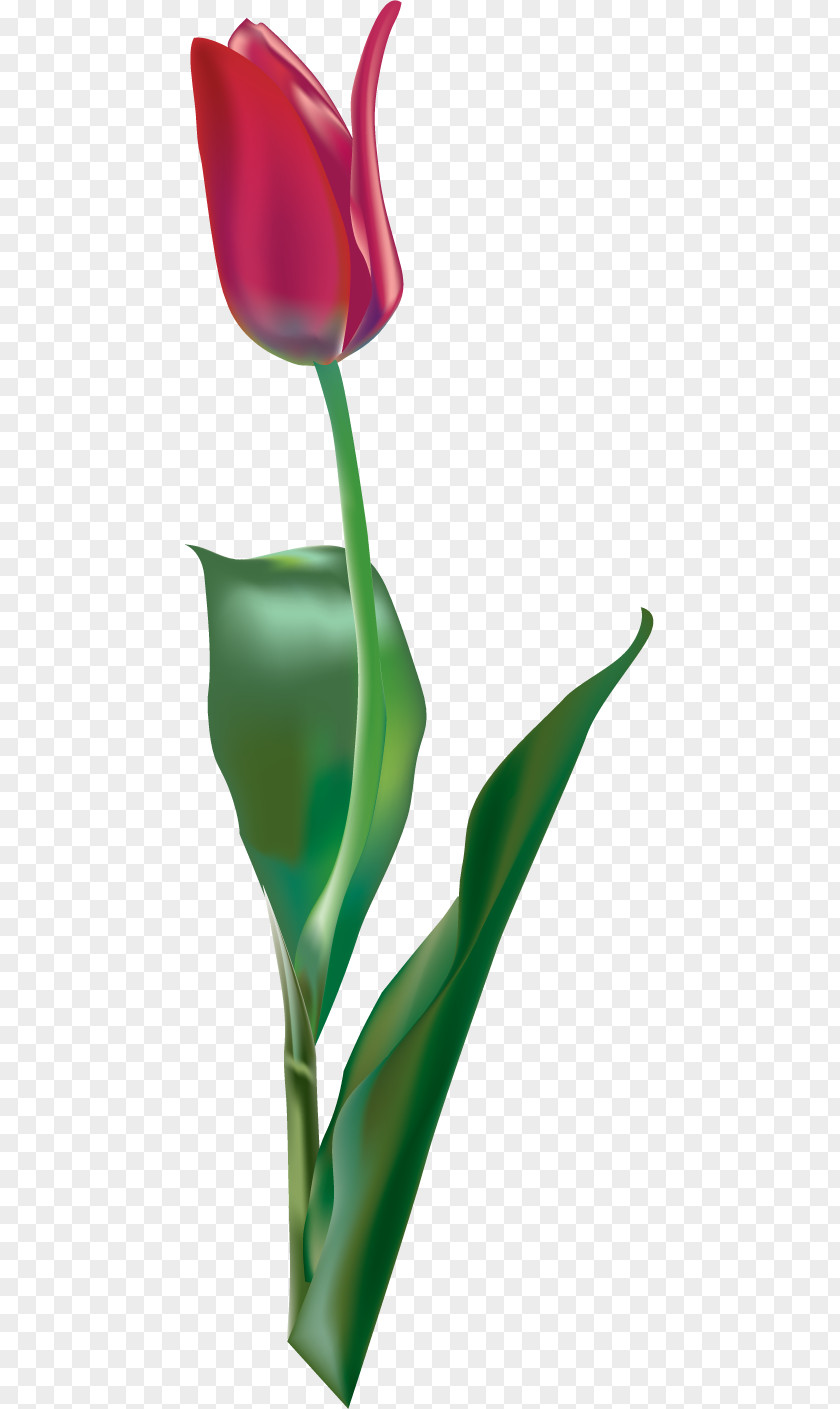 Tulip Red Purple PNG