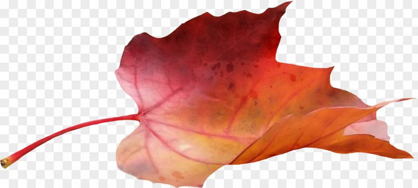 Autumn Leaves Japanese Maple Leaf PNG