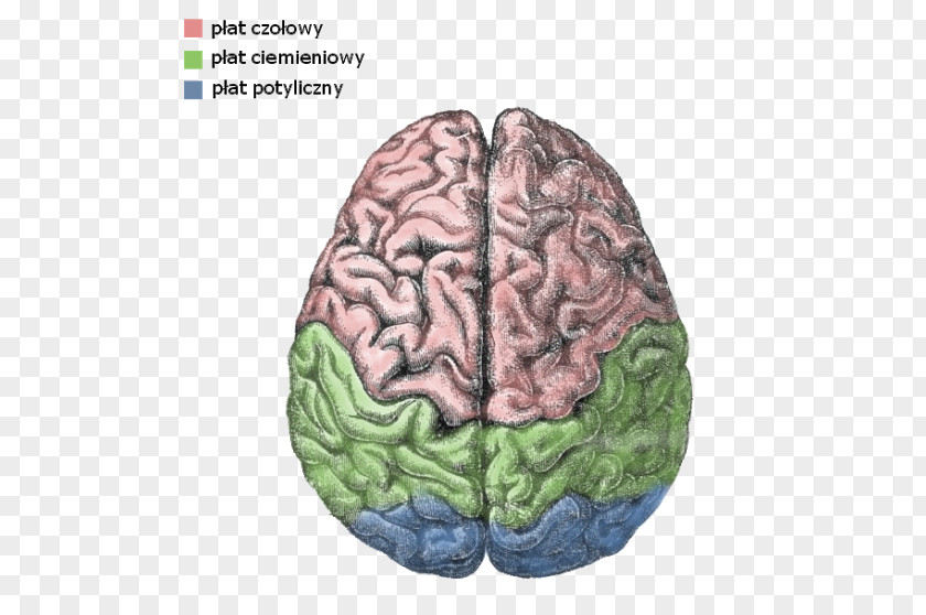 Brain Cerebral Hemisphere Lateralization Of Function Human Cortex PNG