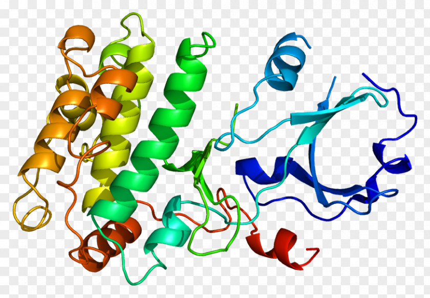 Ca2+/calmodulin-dependent Protein Kinase Gene PNG