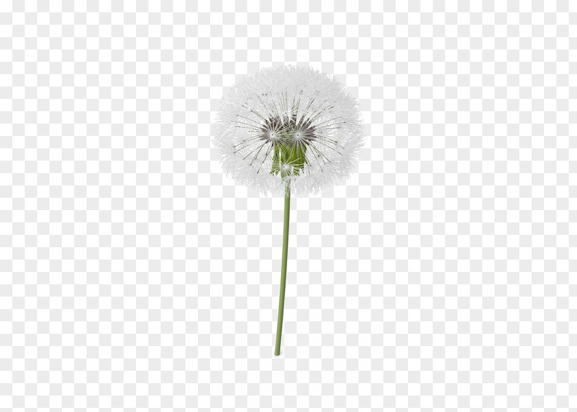 Dandelion Clip Art PNG