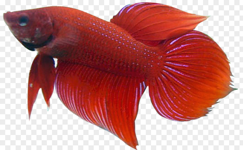 Fish Siamese Fighting Goldfish Tropical Clip Art PNG