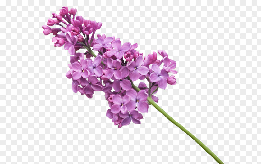 Lilac Clip Art Image Blog PNG