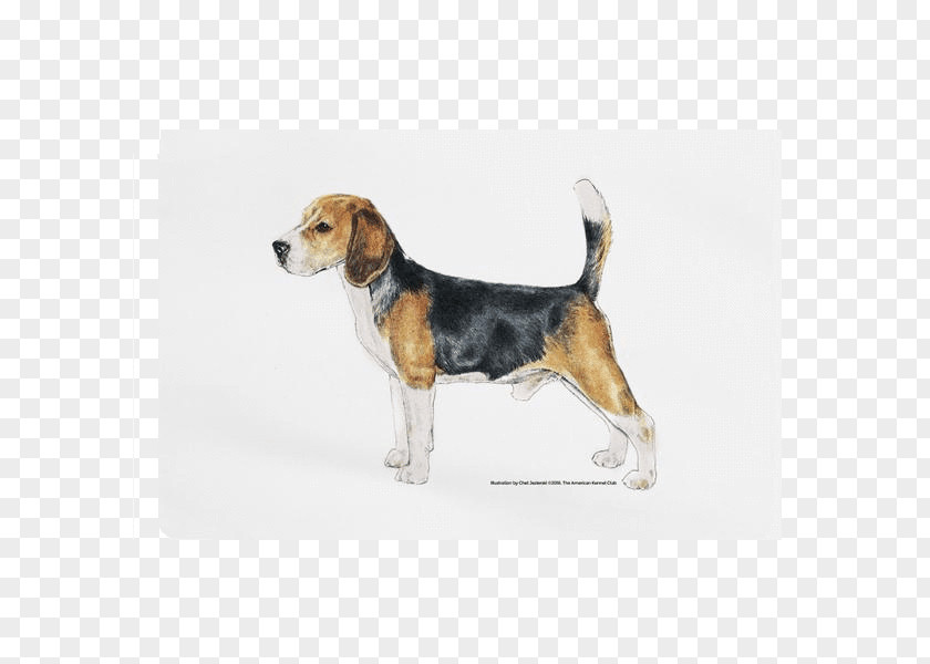 Puppy Beagle-Harrier Basset Hound PNG