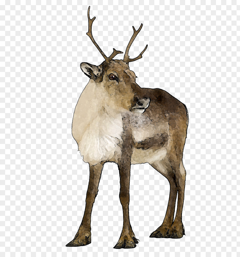 Reindeer Clipart Stock Photography Lemur Clip Art PNG