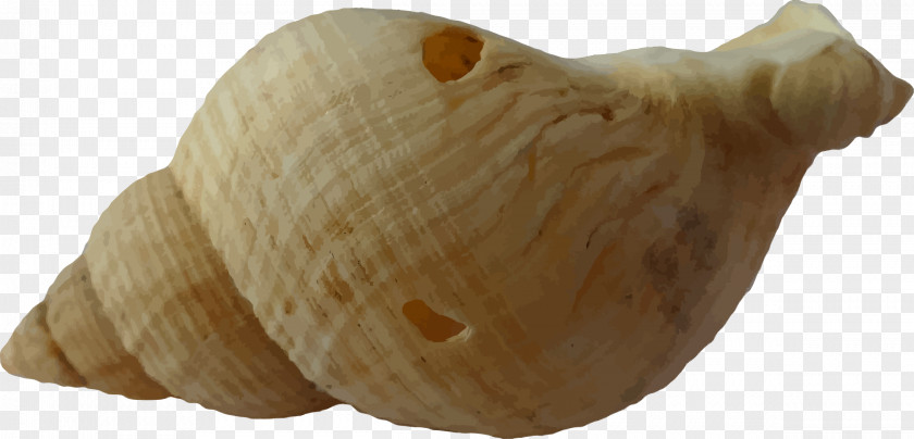 Seashell Clam PNG
