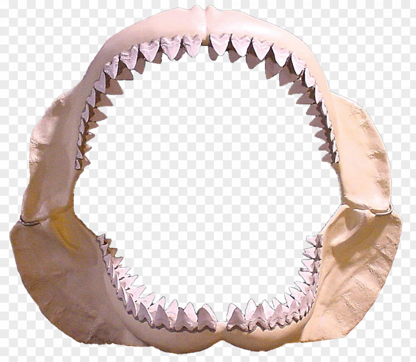 Shark Jaws Megalodon Great White Tooth PNG