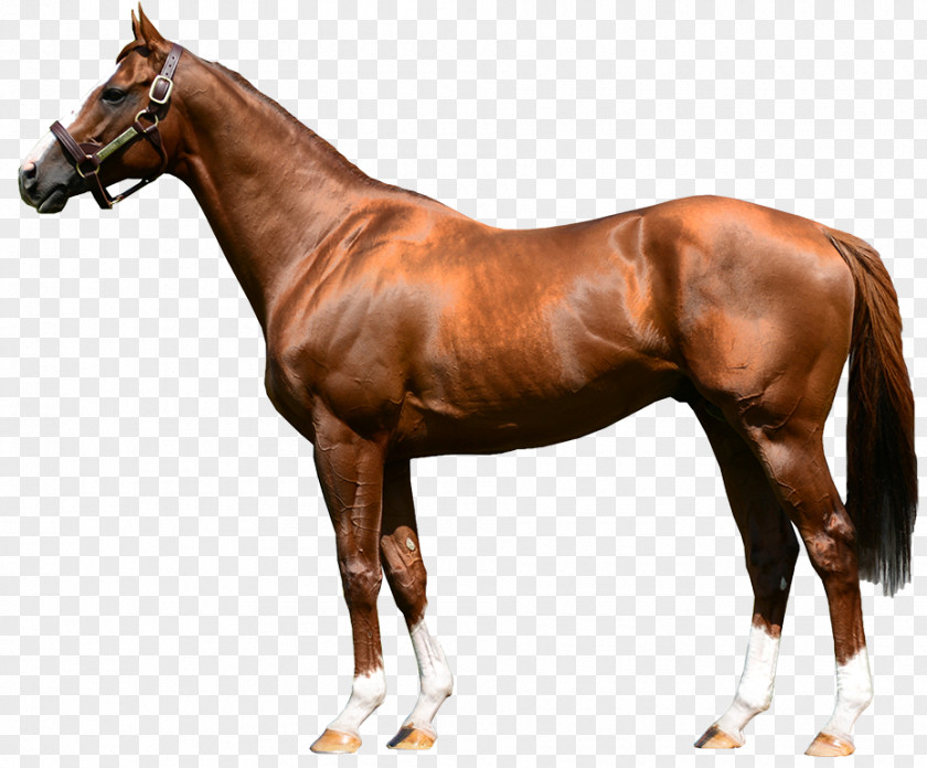 Stallion Arabian Horse Foal Breyer Animal Creations Model PNG