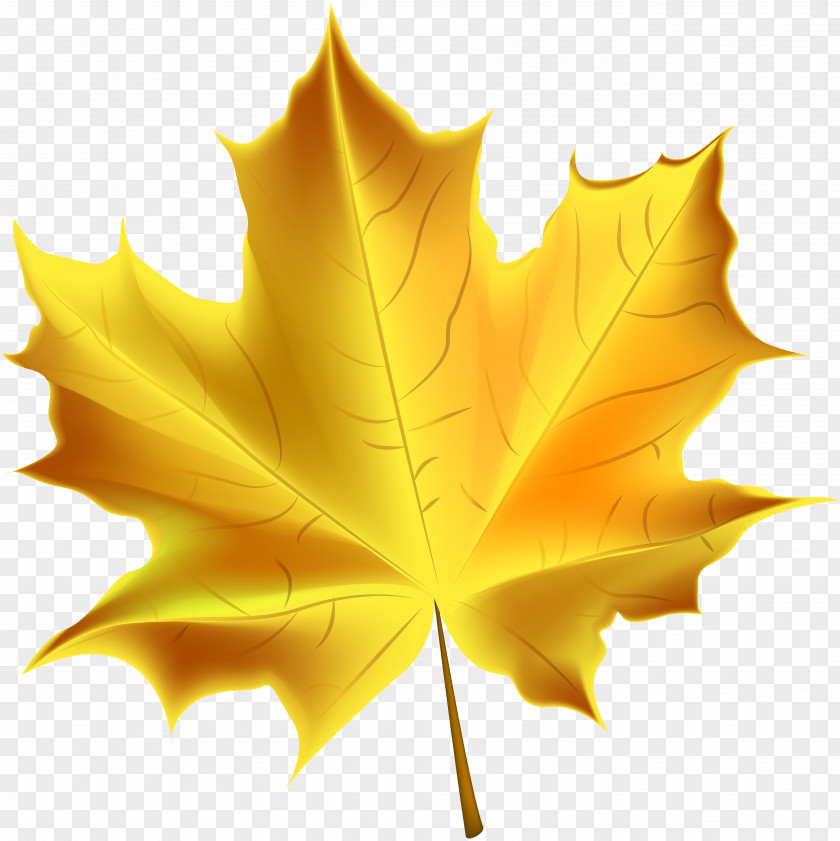 Beautiful Yellow Autumn Leaf Transparent Clip Art Image Color PNG