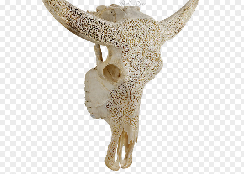 Buffalo Skull Animal Skulls Skeleton XL Horns Cattle PNG