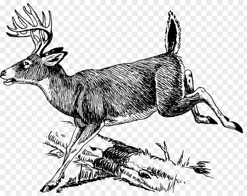 Deer Hunting White-tailed Moose Line Art Clip PNG
