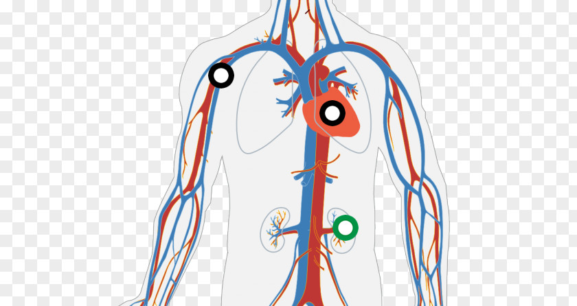 Heart The Circulatory System Human Body Diagram PNG