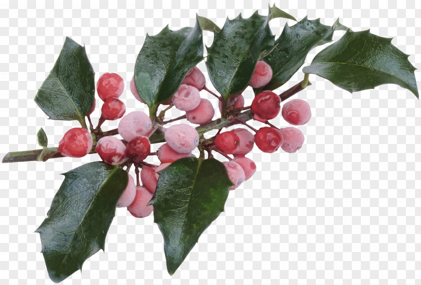 HOLLY Yaupon Christmas Ilex Crenata Common Holly Aquifoliales PNG