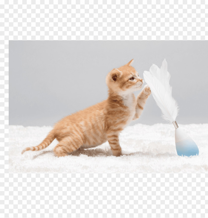 Kitten Whiskers Munchkin Cat Play And Toys Litter Trays PNG