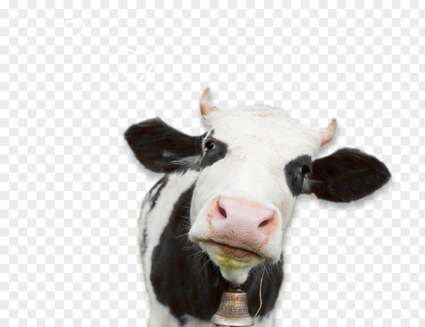 Cow Milk Holstein Friesian Cattle Dairy Pasture Sheep PNG