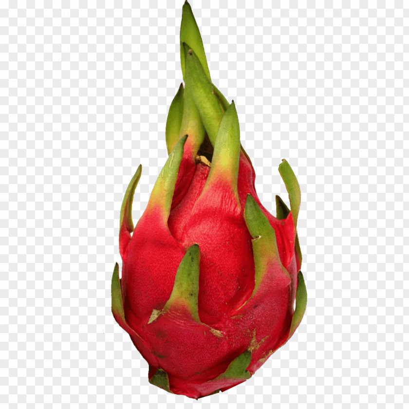 Dragonfruit Pitaya Tropical Juice Fruit Food White-fleshed Pitahaya PNG