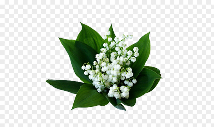 Lily Of The Valley Birth Flower Cut Flowers Nelumbo Nucifera PNG