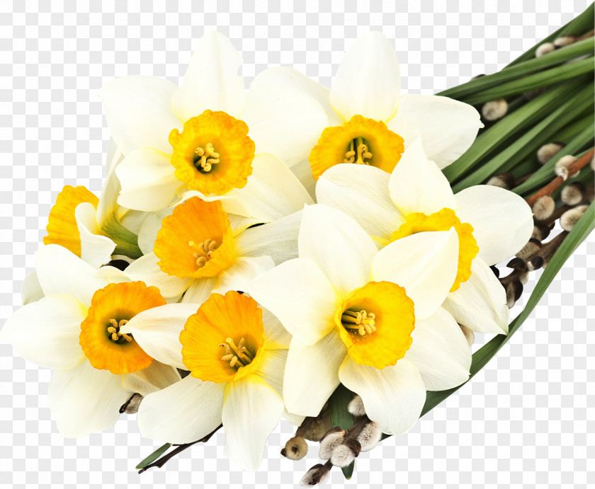 Narcissus The Secret Language Of Flowers Daffodil Desktop Wallpaper White PNG