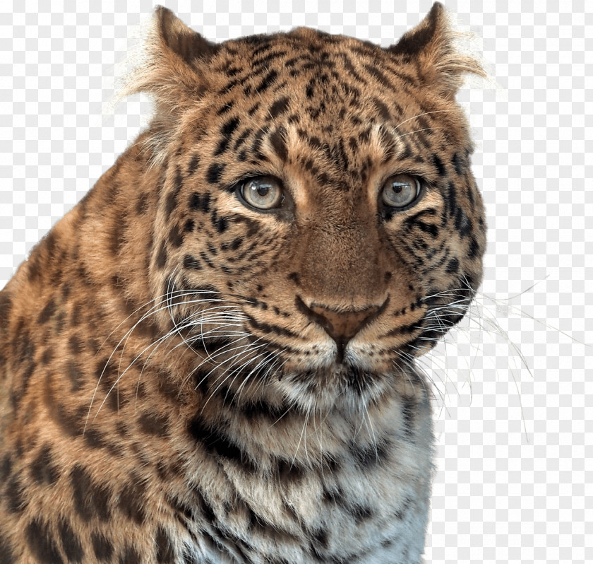 Panther Head PNG Head, adult leopard clipart PNG