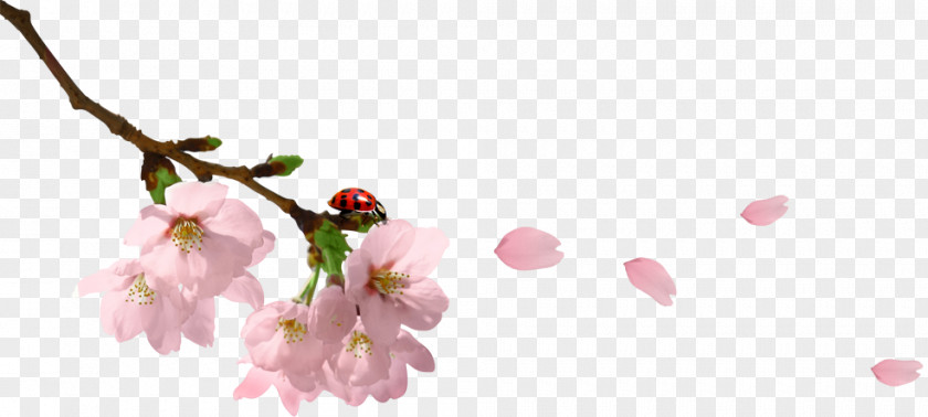 Cherry Blossoms Pink Clip Art PNG
