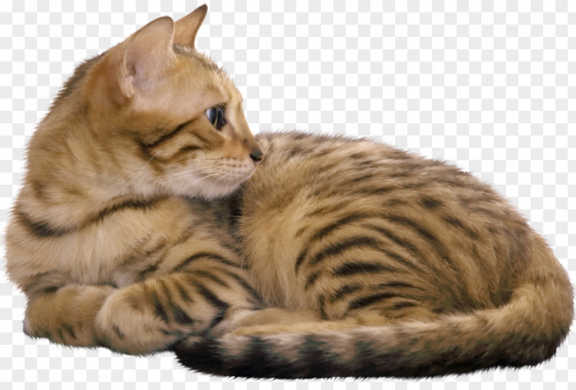 Kitten Bengal Cat Egyptian Mau Havana Brown Food PNG